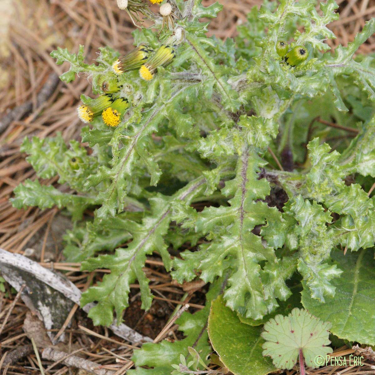 Séneçon commun - Senecio vulgaris subsp. vulgaris