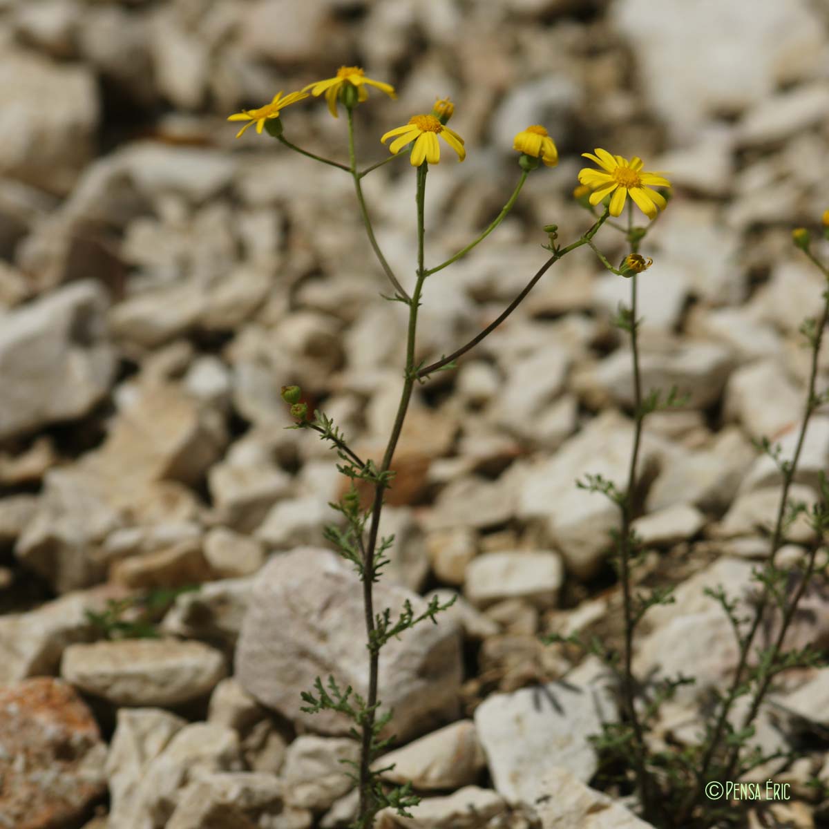 Séneçon de France - Senecio gallicus