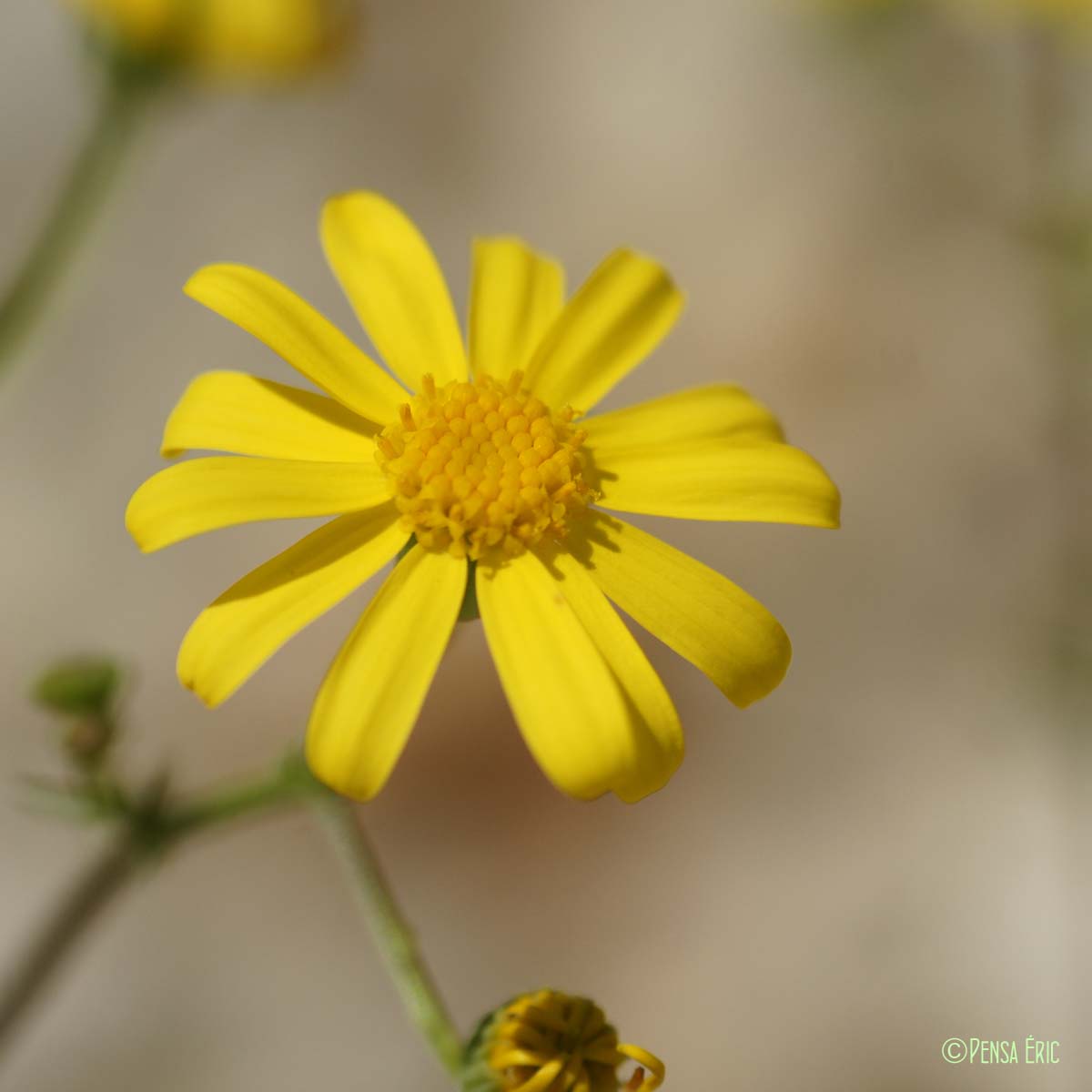 Séneçon de France - Senecio gallicus