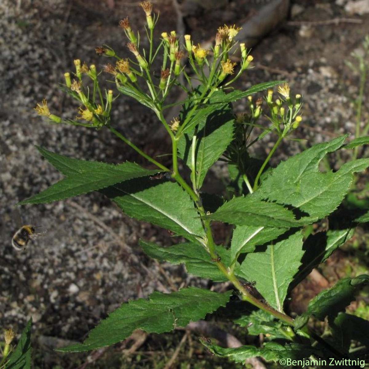 Séneçon fausse-cacalie - Senecio cacaliaster