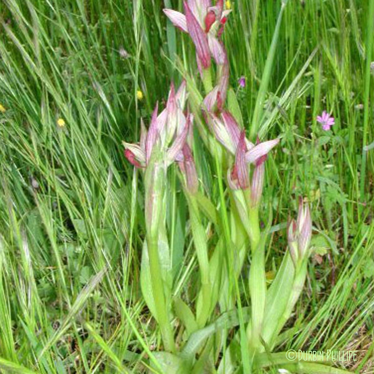 Sérapias à petites fleurs - Serapias parviflora