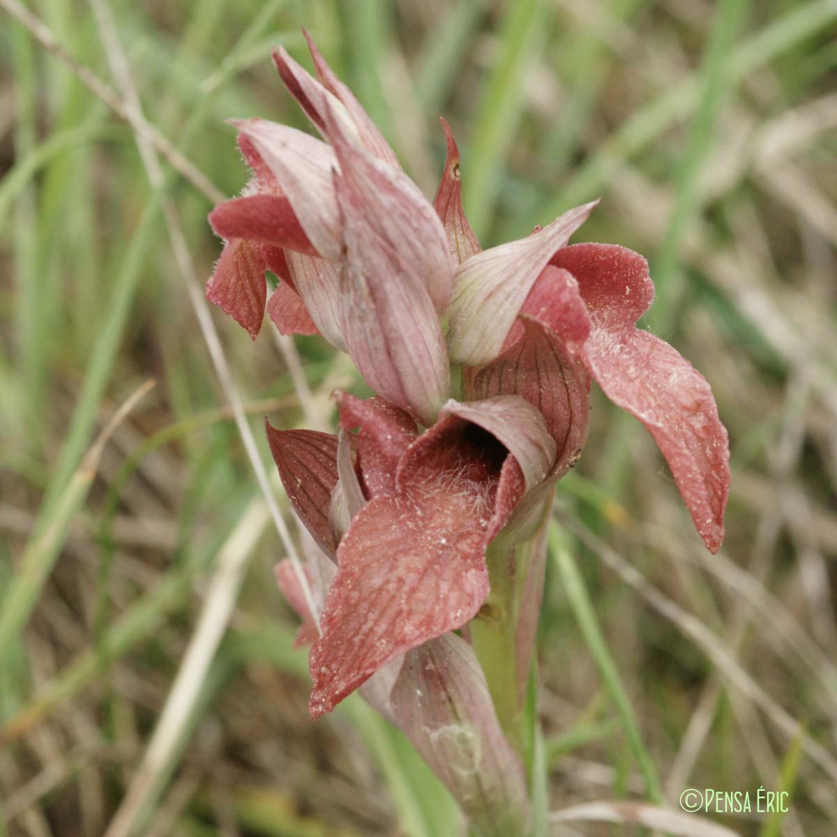 Sérapias négligé - Serapias neglecta