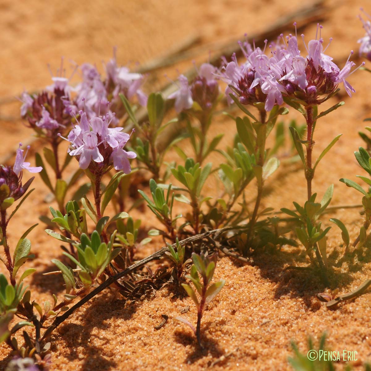 Serpolet - Thymus serpyllum subsp. serpyllum