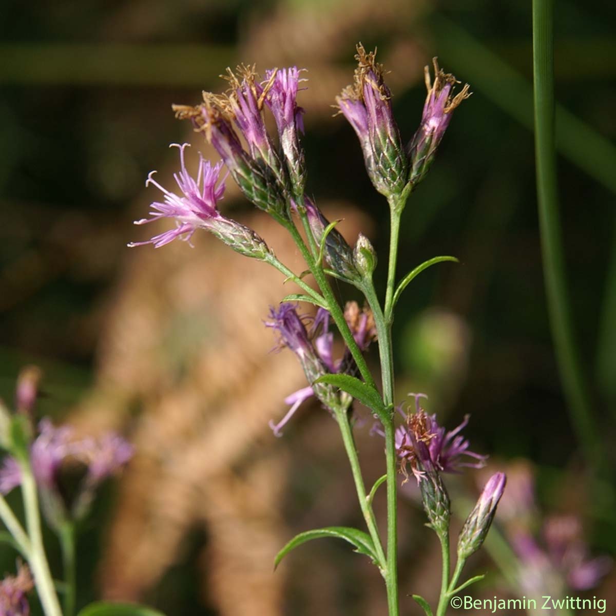 Serratule des teinturiers - Serratula tinctoria subsp. tinctoria