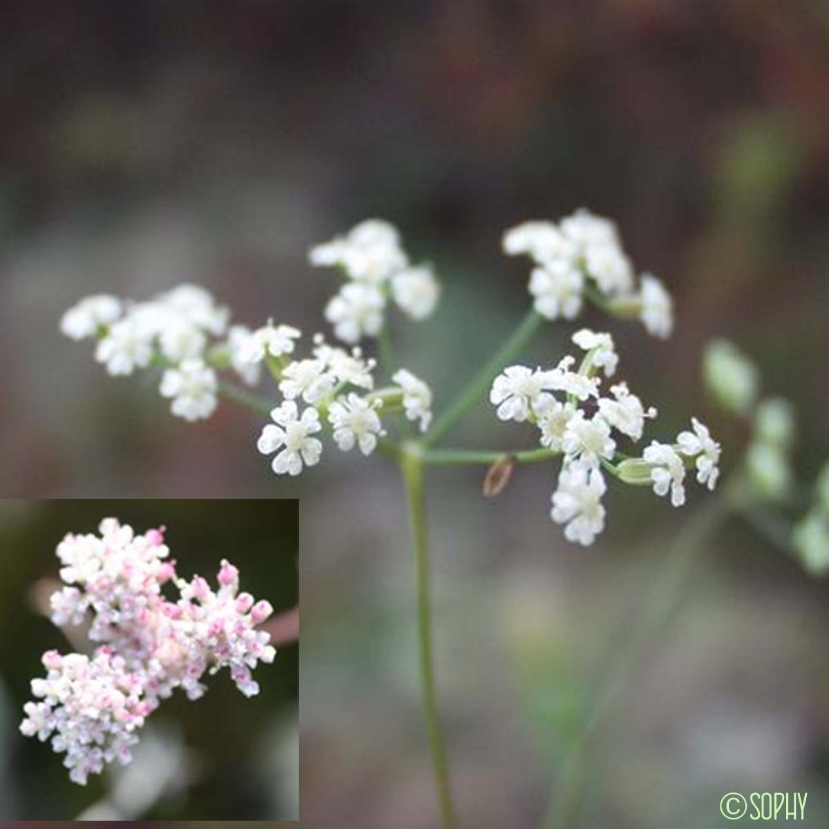 Séséli à feuilles longues - Seseli longifolium subsp. longifolium