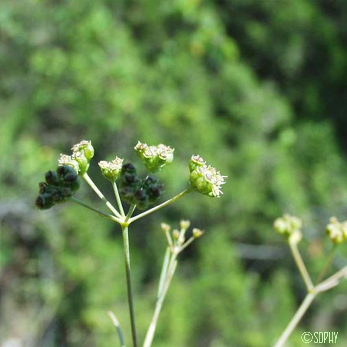 Séséli à feuilles longues - Seseli longifolium subsp. longifolium