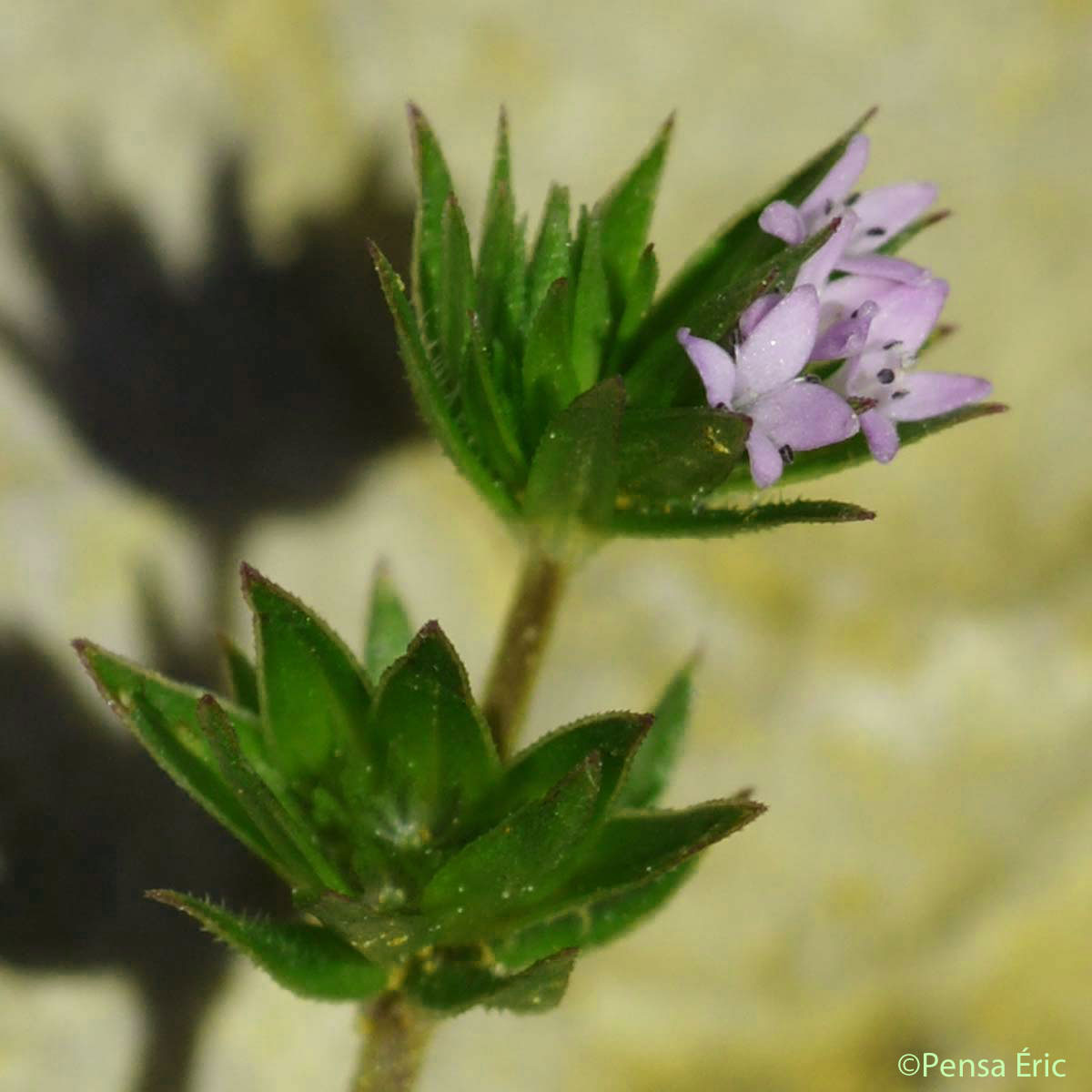 Shérardie des champs - Sherardia arvensis