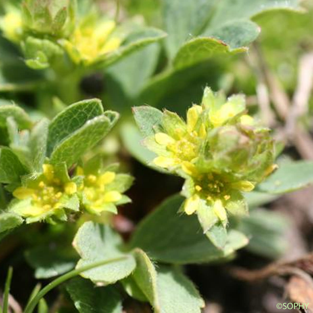 Sibbaldie couchée - Sibbaldia procumbens