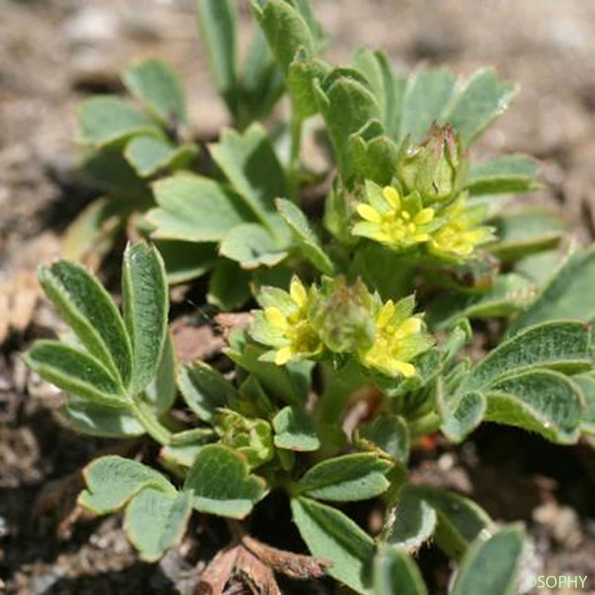 Sibbaldie couchée - Sibbaldia procumbens