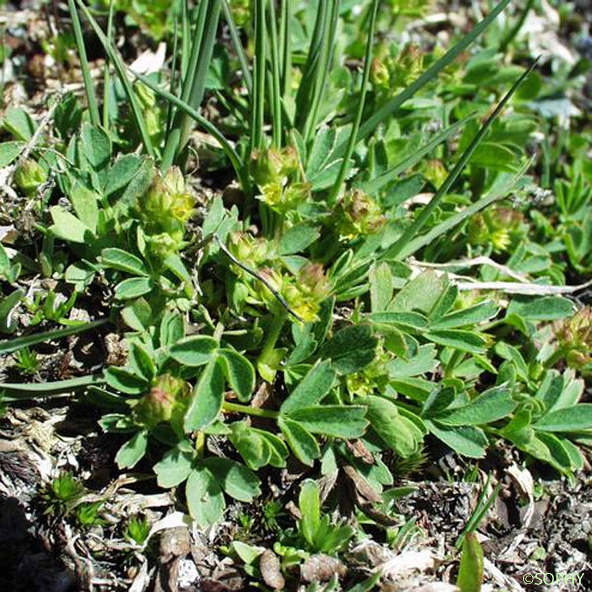 Sibbaldie couchée - Sibbaldia procumbens