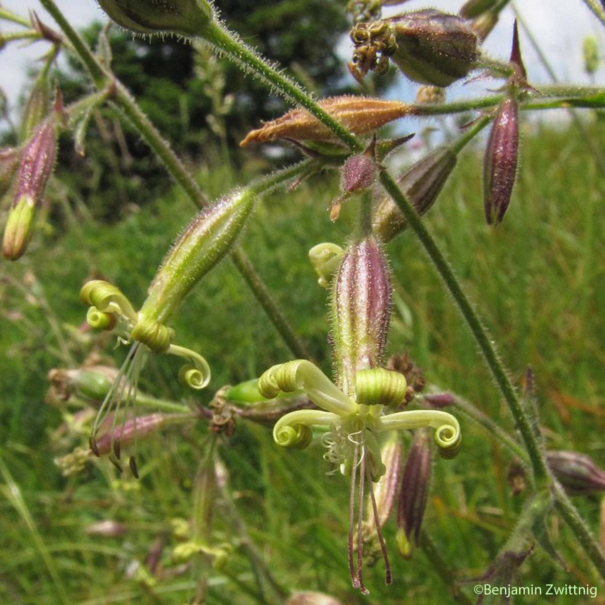 Silène à fleurs vertes - Silene viridiflora