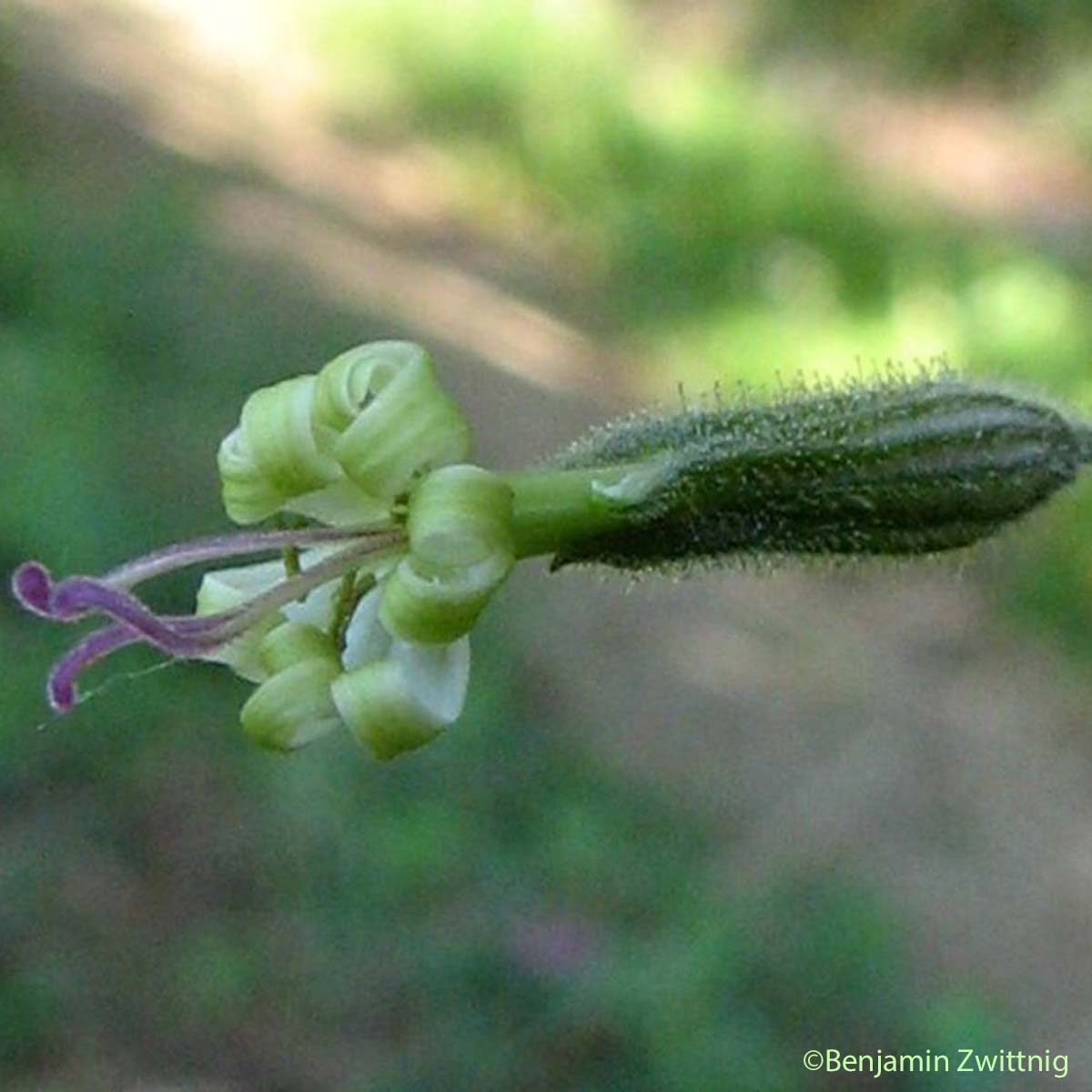 Silène à fleurs vertes - Silene viridiflora