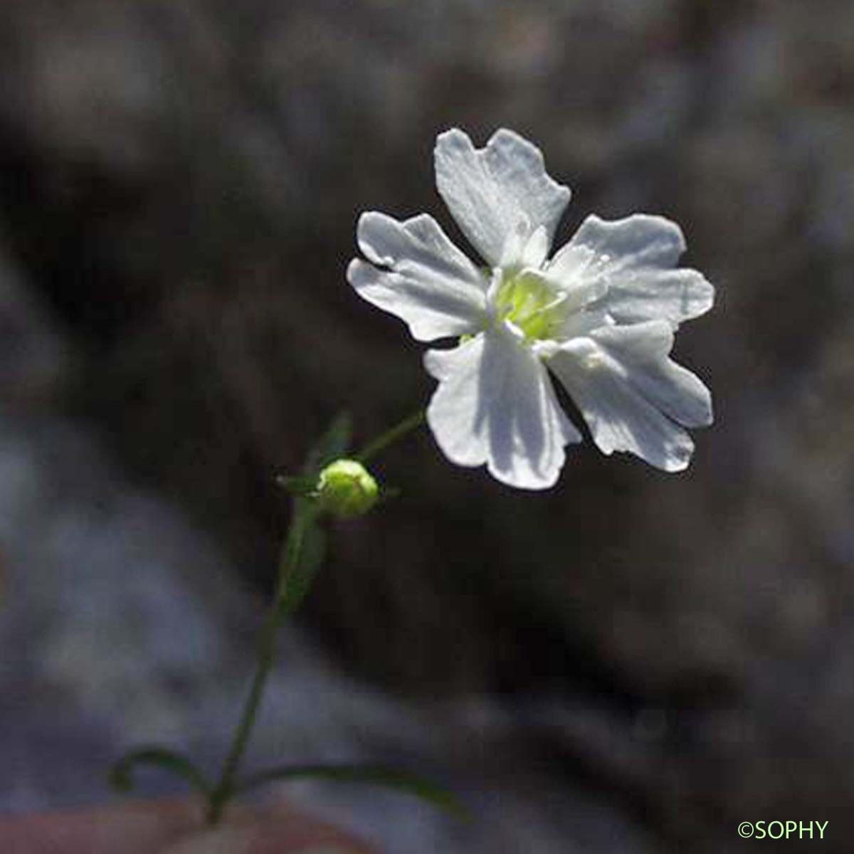 Silène à quatre dents - Heliosperma pusillum subsp. pusillum