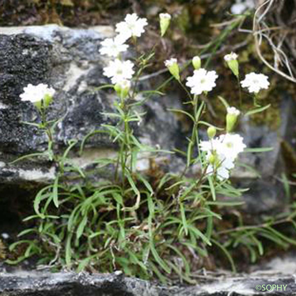 Silène à quatre dents - Heliosperma pusillum subsp. pusillum