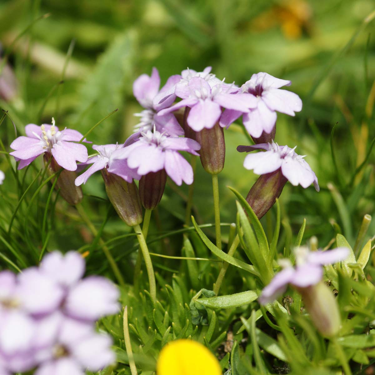 Silène acaule - Silene acaulis subsp. cenisia