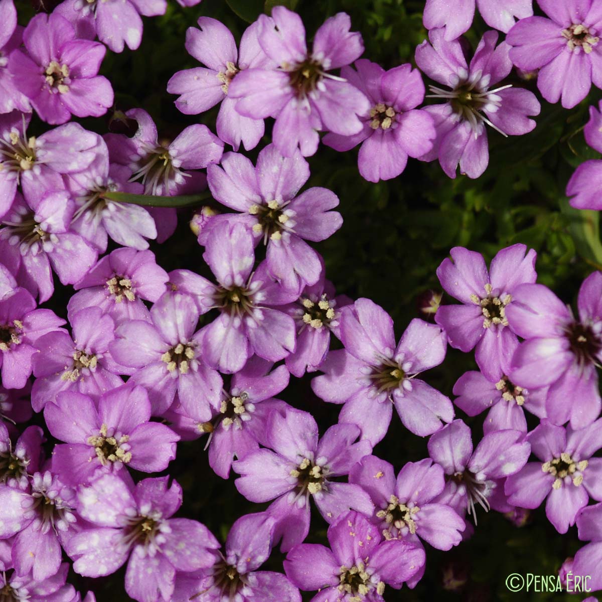 Silène acaule - Silene acaulis subsp. cenisia