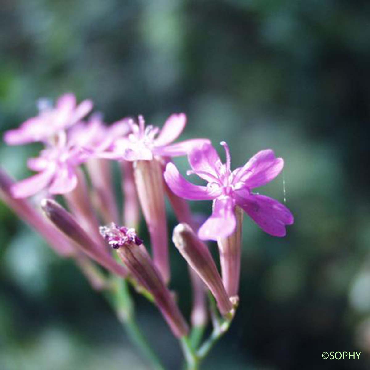 Silène attrape-mouches - Silene muscipula