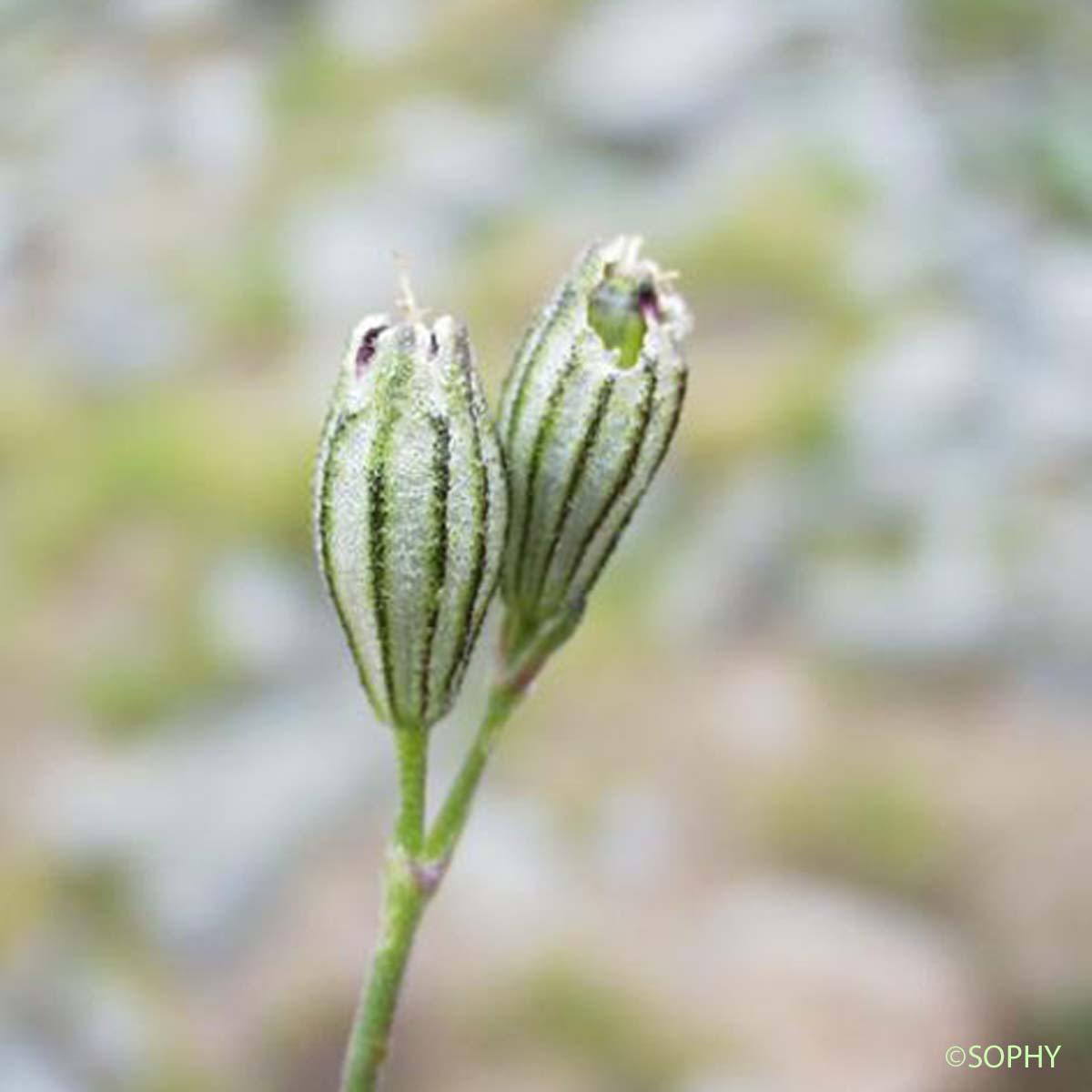 Silène cilié - Silene ciliata