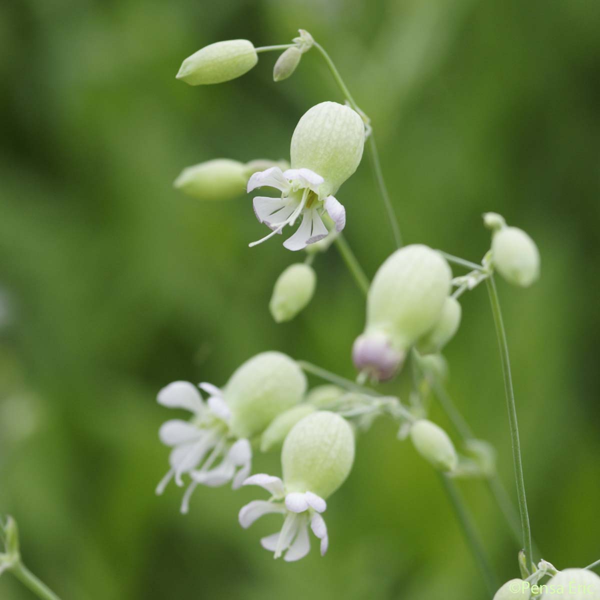 Silène commun - Silene vulgaris subsp. vulgaris