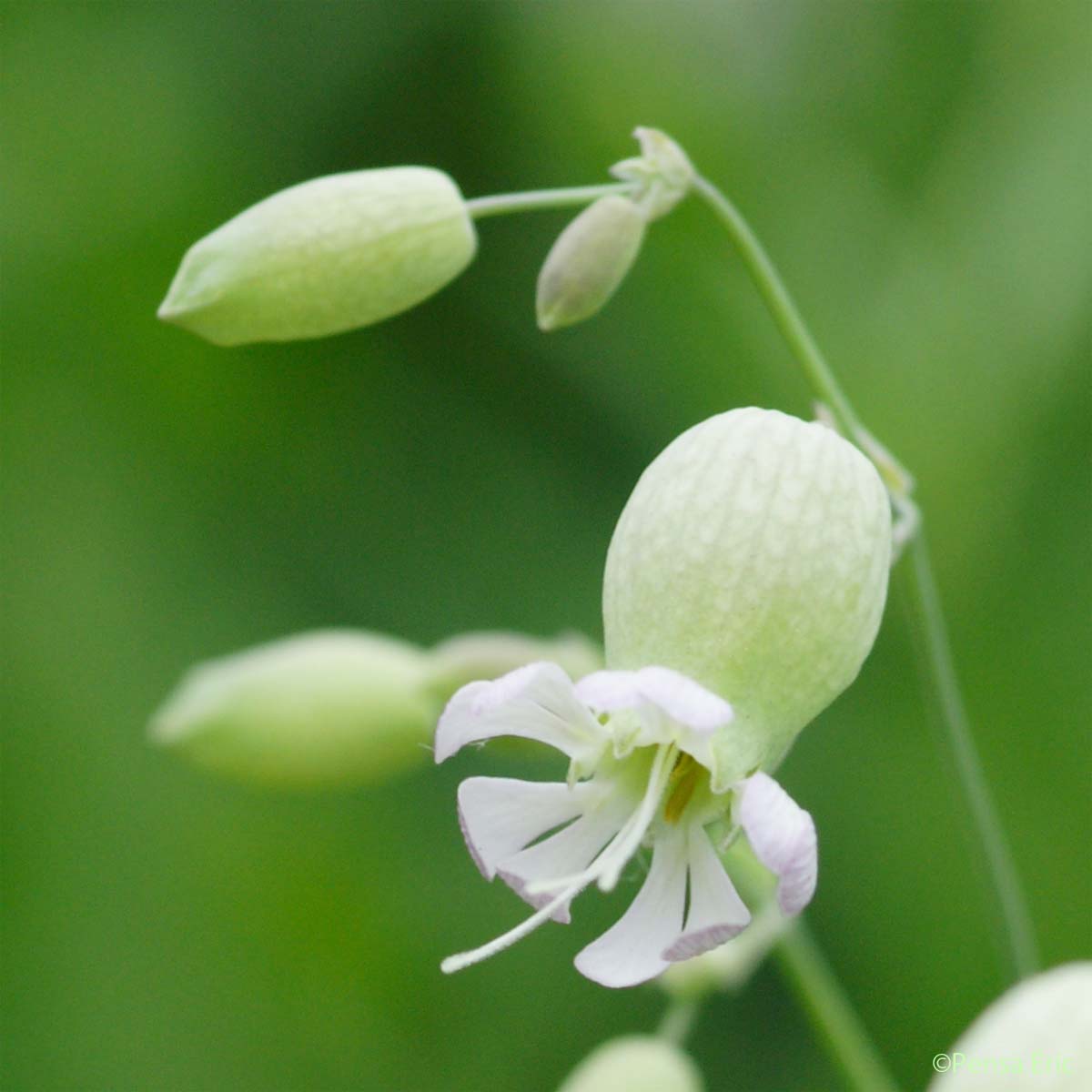 Silène commun - Silene vulgaris subsp. vulgaris
