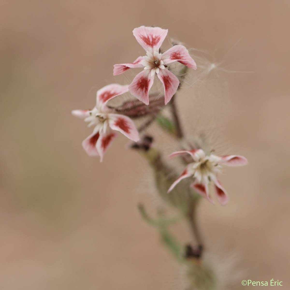 Silène d'Angleterre - Silene gallica