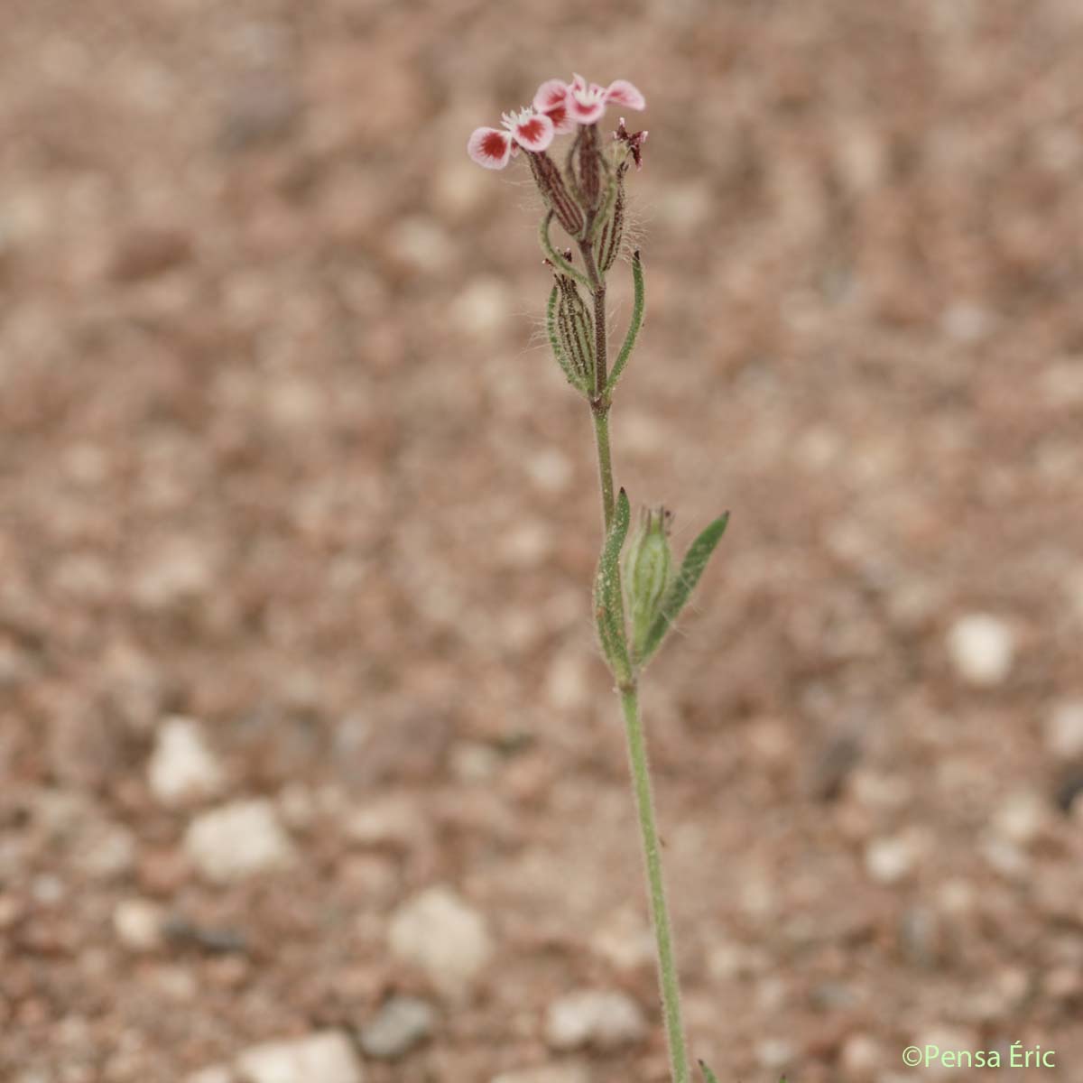 Silène d'Angleterre - Silene gallica