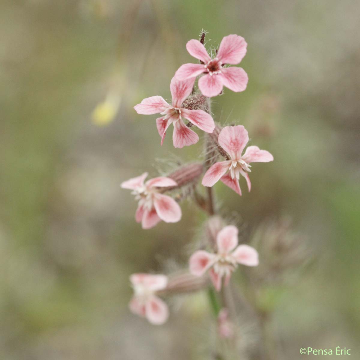 Silène d'Angleterre - Silene gallica