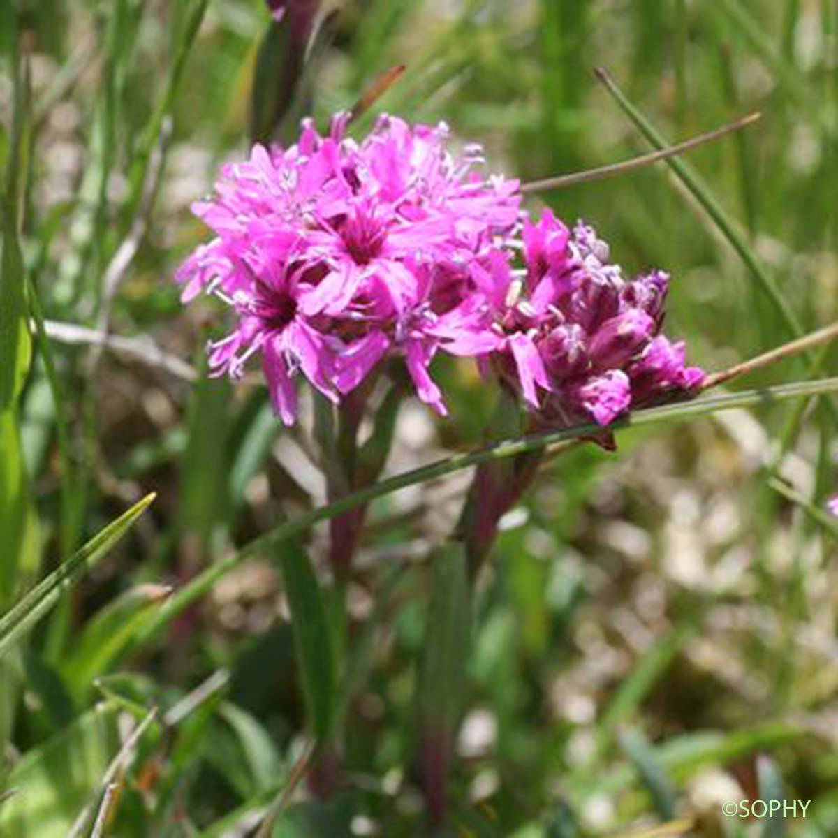 Silène de Suède - Viscaria alpina