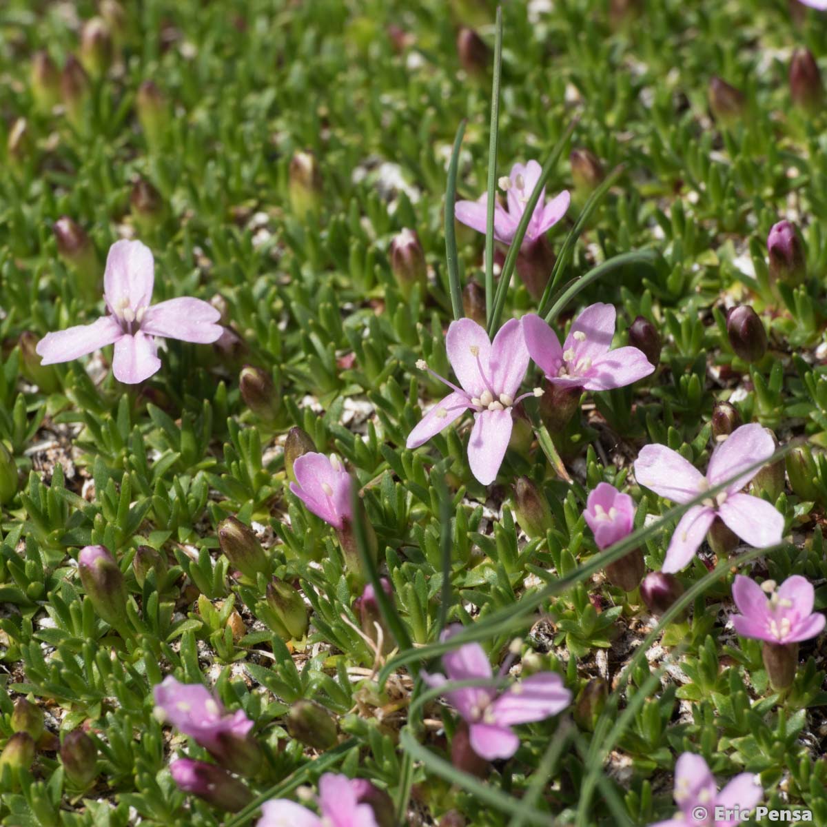 Silène fausse Mousse - Silene acaulis subsp. bryoides