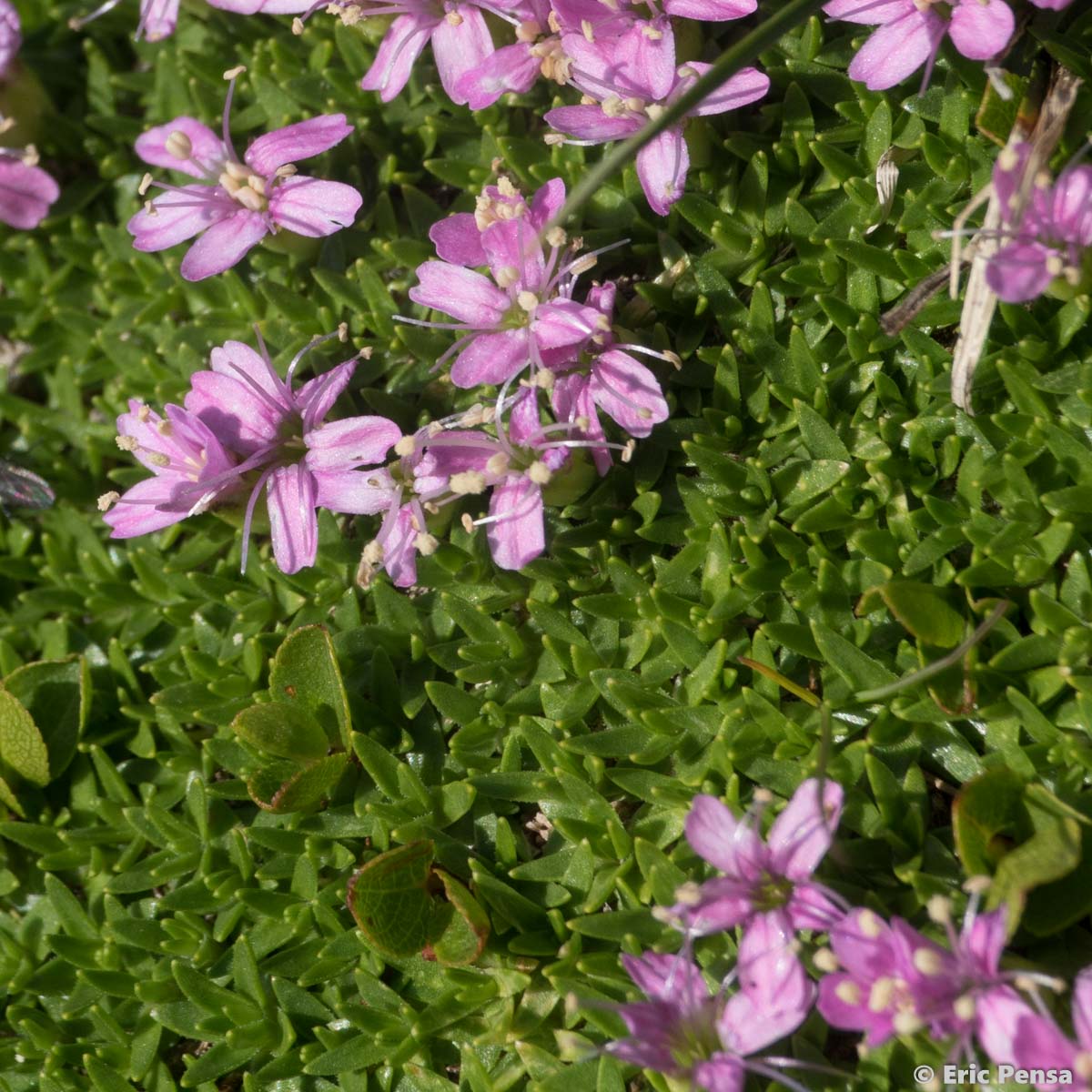 Silène fausse Mousse - Silene acaulis subsp. bryoides
