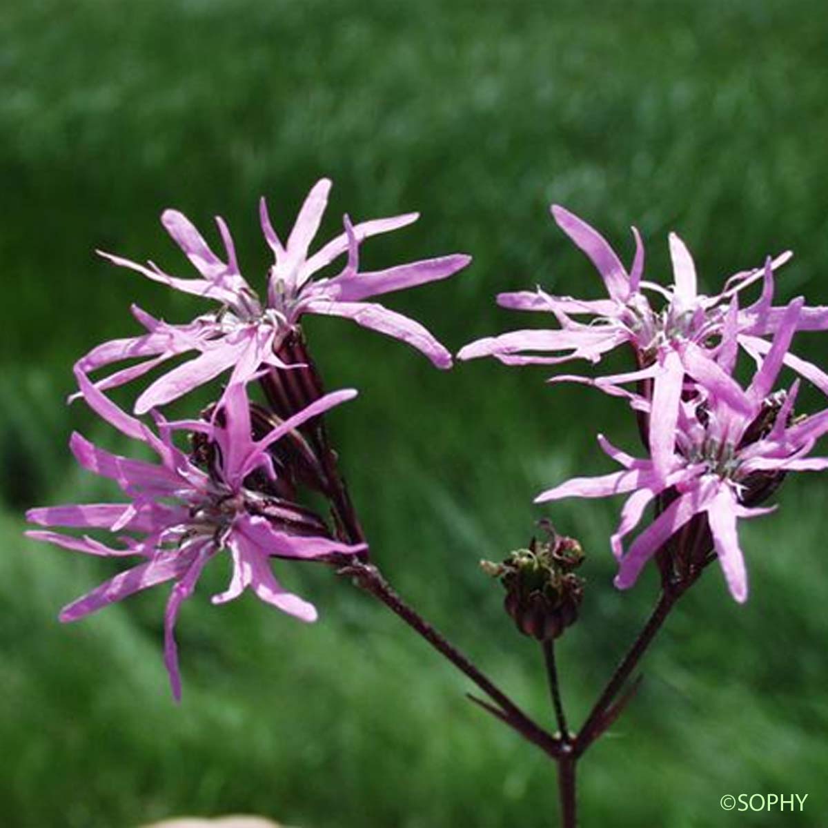 Silène fleur de coucou - Lychnis flos-cuculi subsp. flos-cuculi