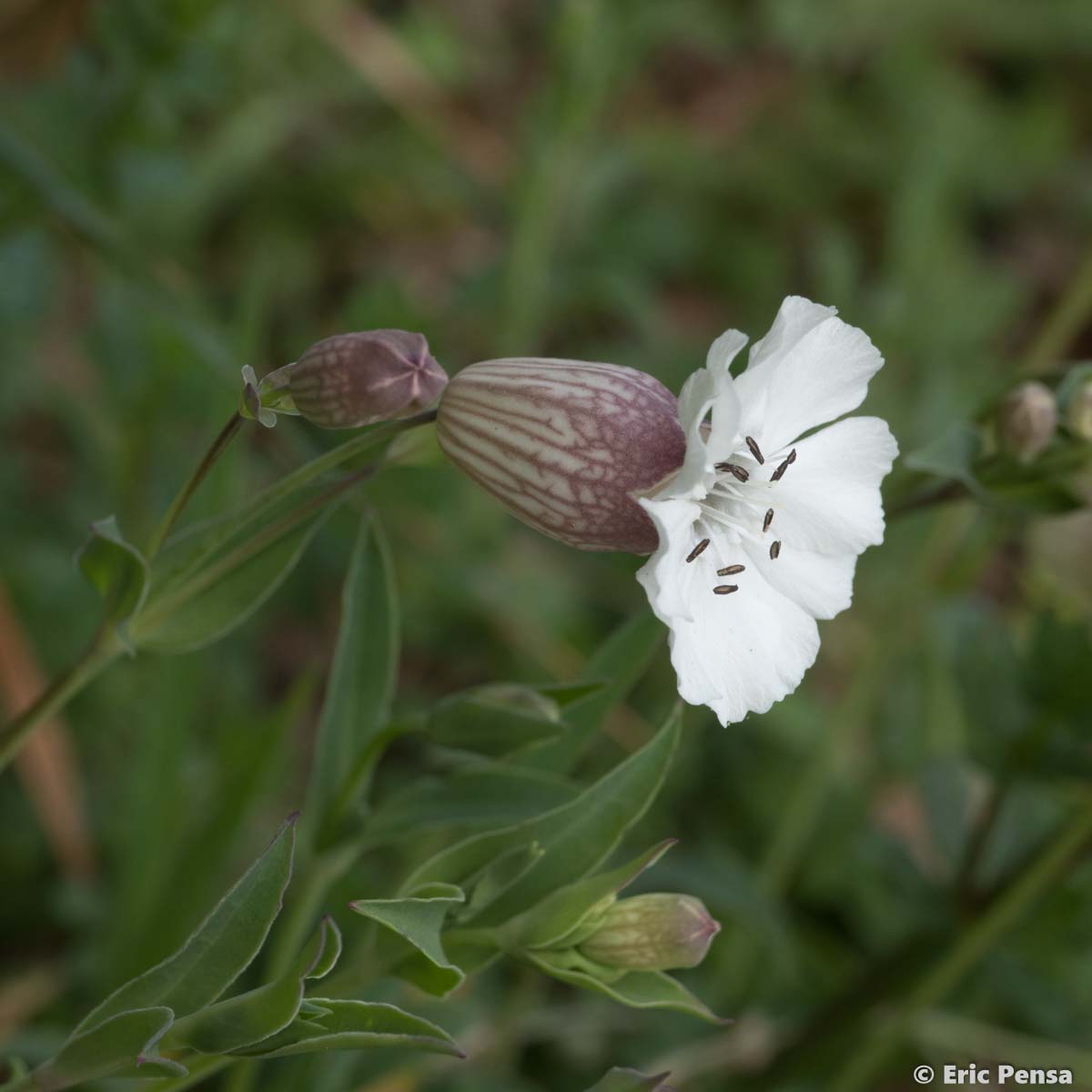 Silène maritime - Silene uniflora subsp. uniflora