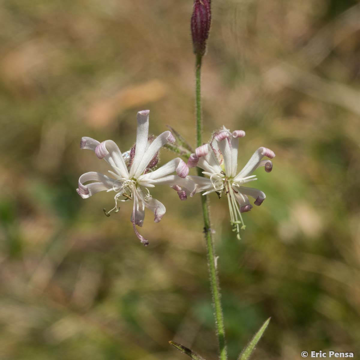 Silène penché - Silene nutans subsp. nutans