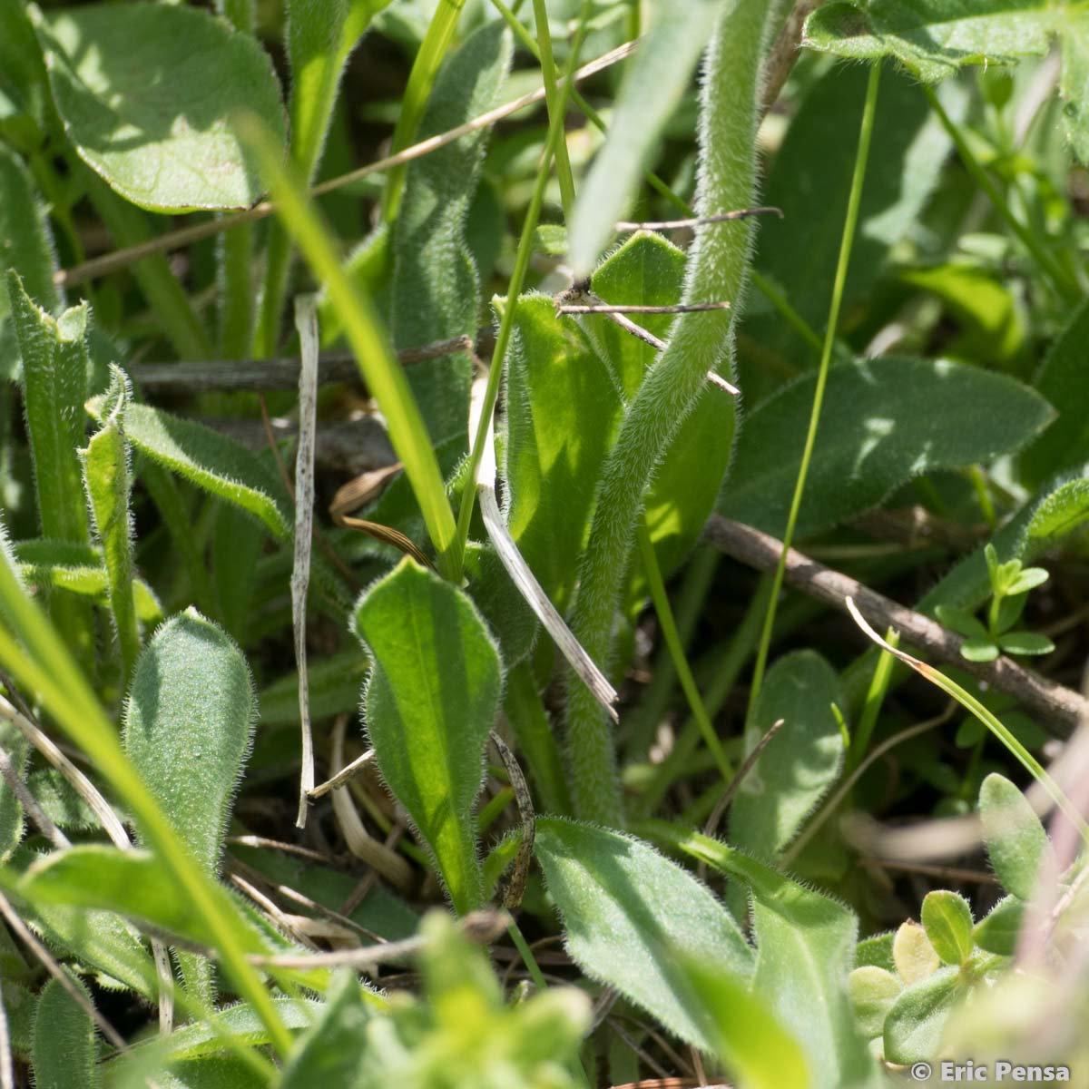 Silène penché - Silene nutans subsp. nutans