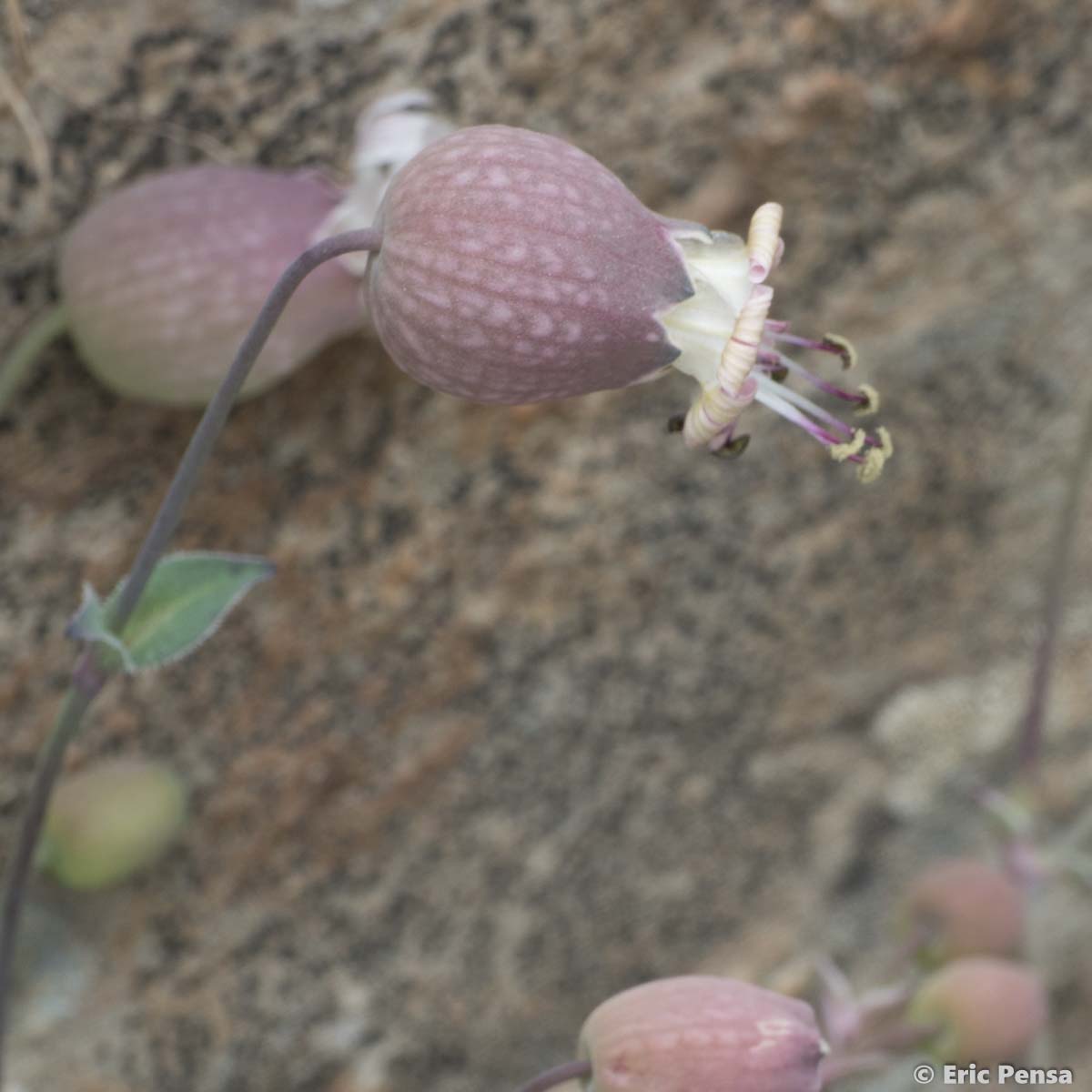 Silène couché - Silene vulgaris subsp. prostrata