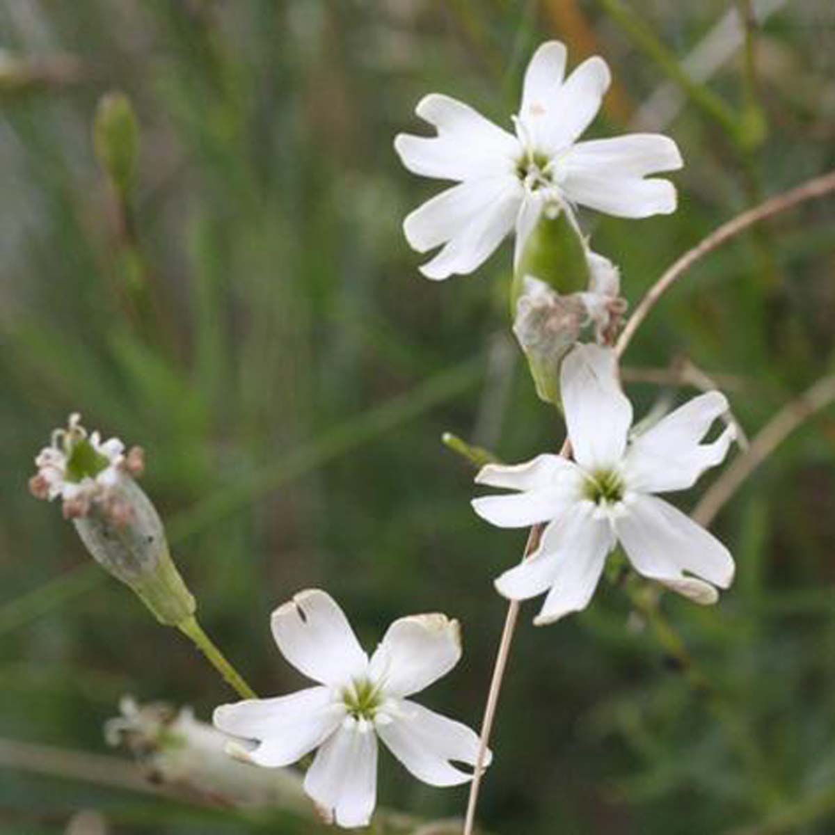 Silène saxifrage - Silene saxifraga