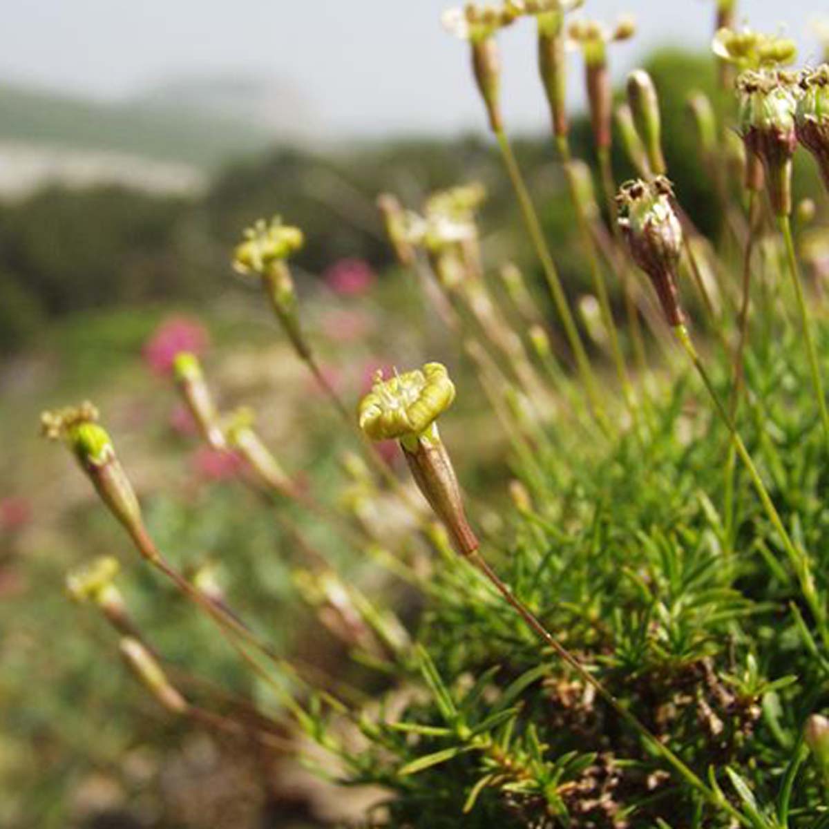 Silène saxifrage - Silene saxifraga