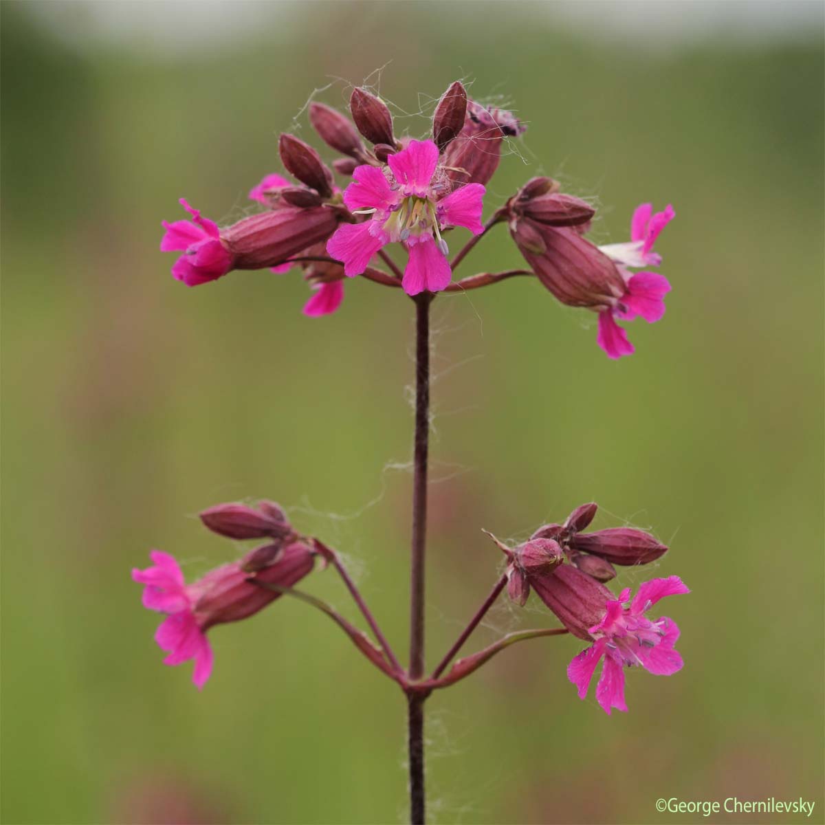 Silène visqueux - Viscaria vulgaris