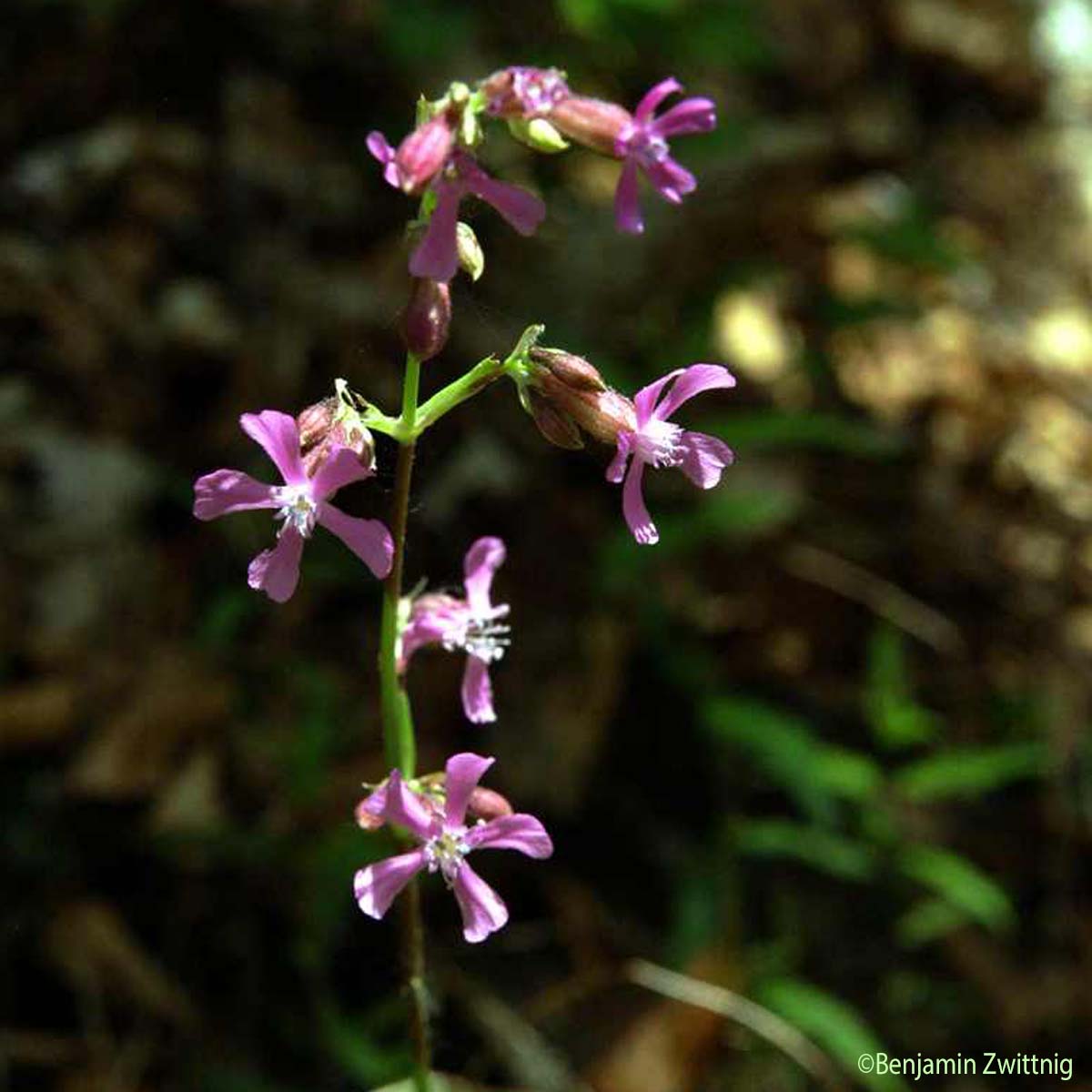 Silène visqueux - Viscaria vulgaris