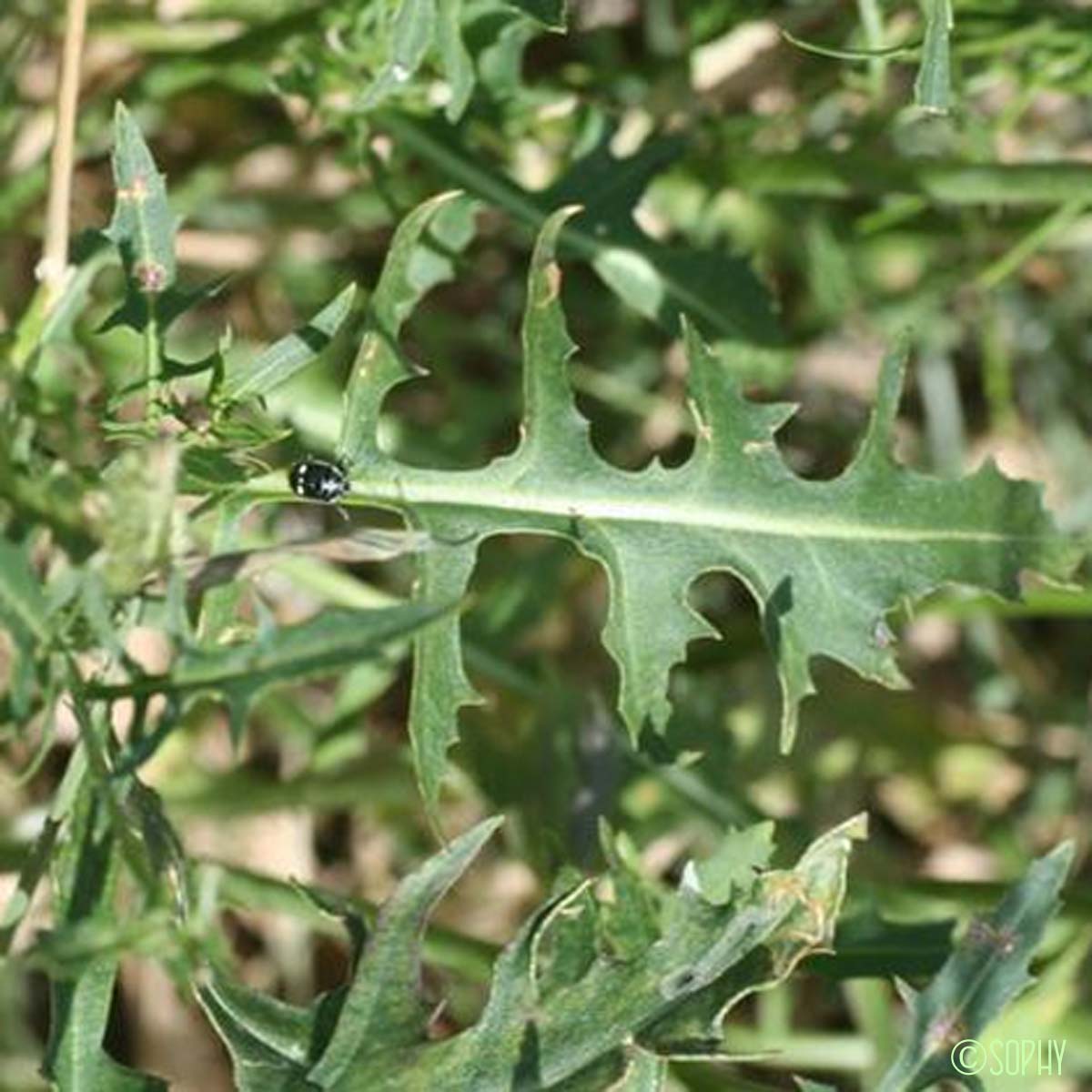 Sisymbre d'Autriche - Sisymbrium austriacum