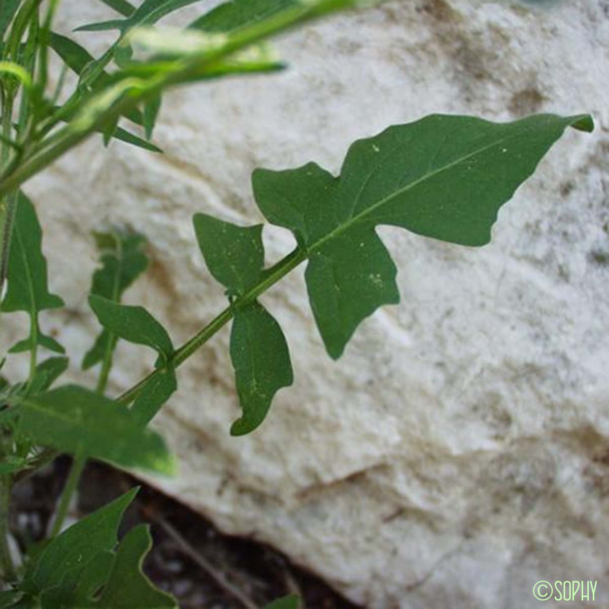 Sisymbre d'Orient - Sisymbrium orientale subsp. orientale