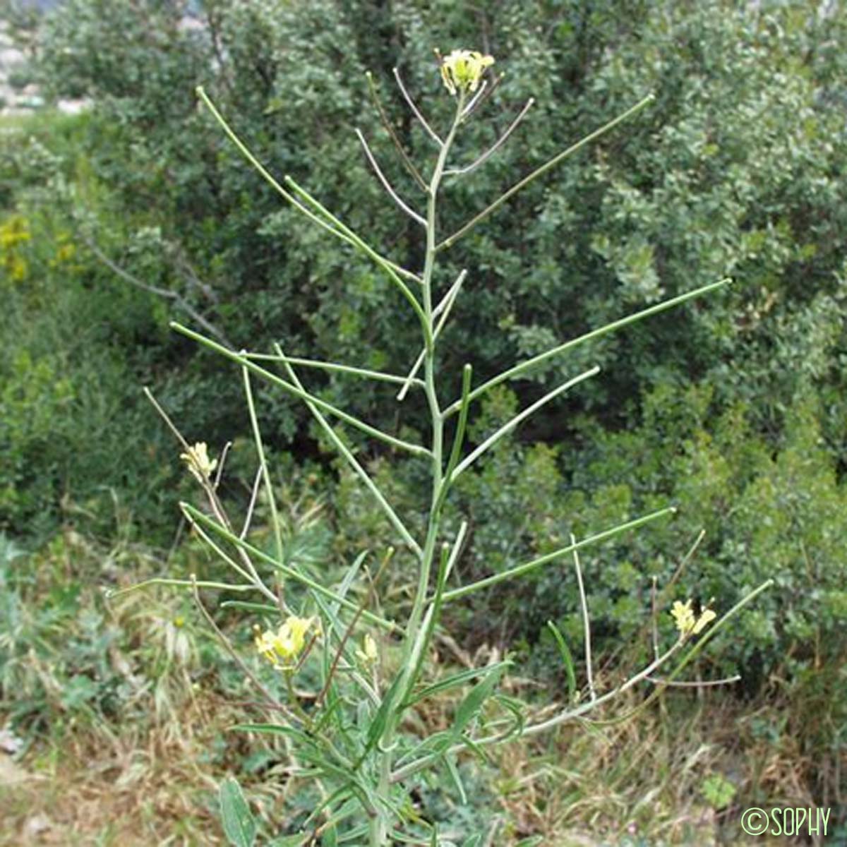 Sisymbre d'Orient - Sisymbrium orientale subsp. orientale