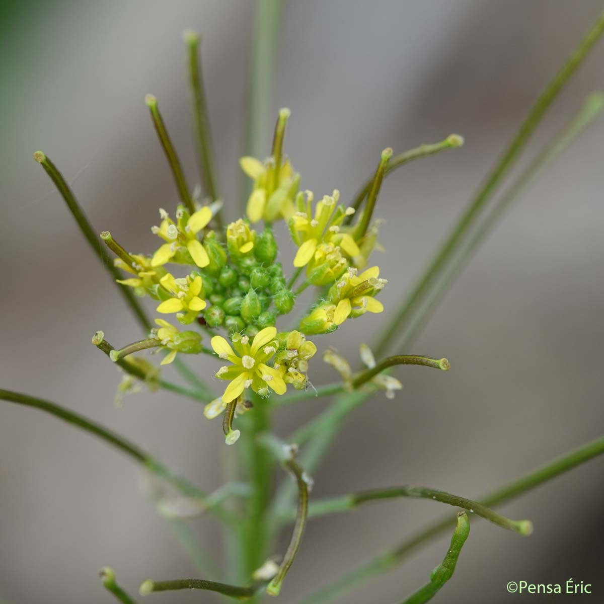 Sisymbre Irio - Sisymbrium irio