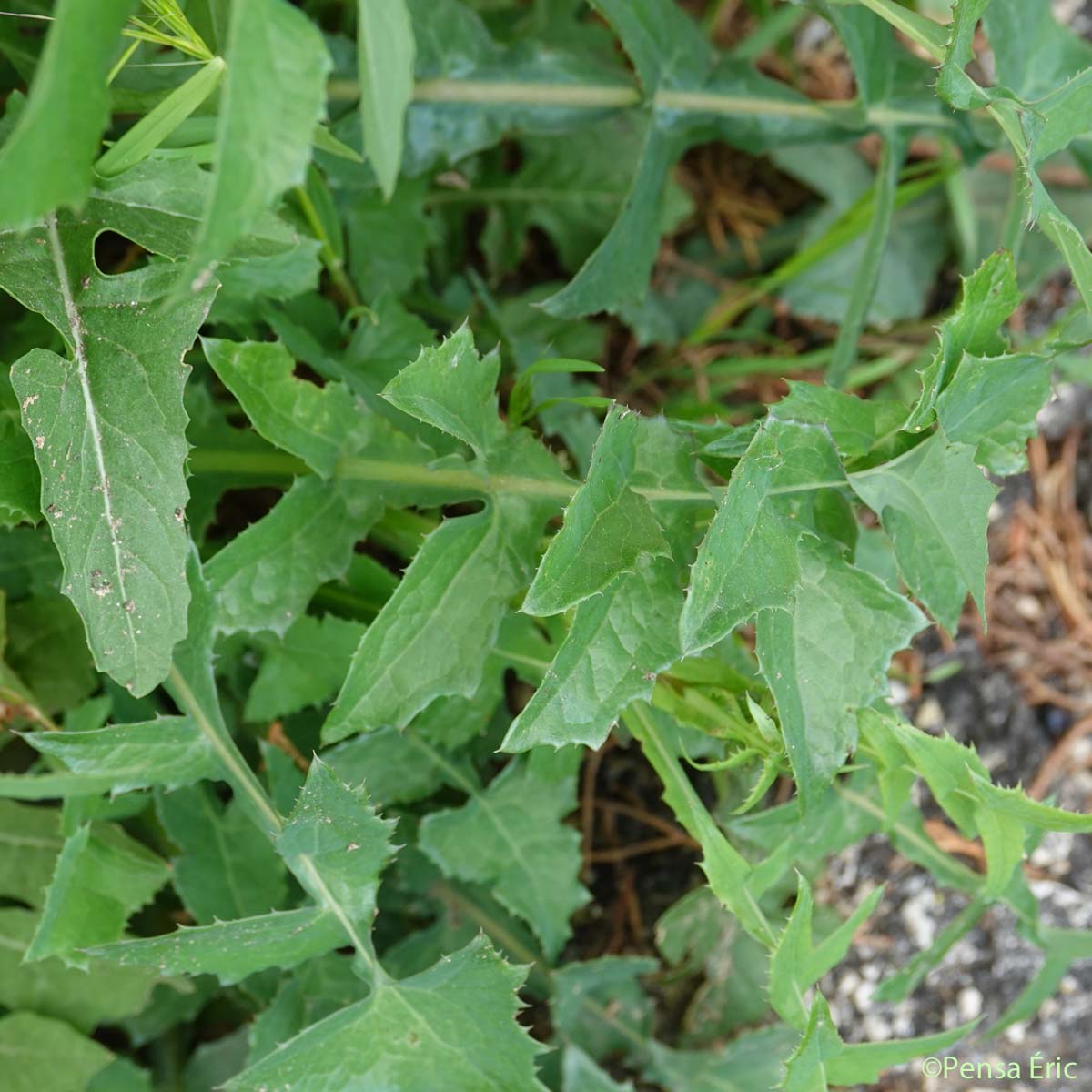 Sisymbre Irio - Sisymbrium irio