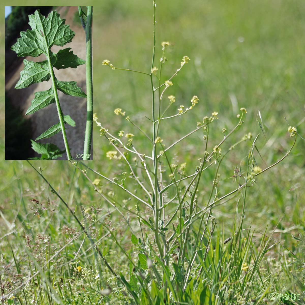 Sisymbre officinal - Sisymbrium officinale