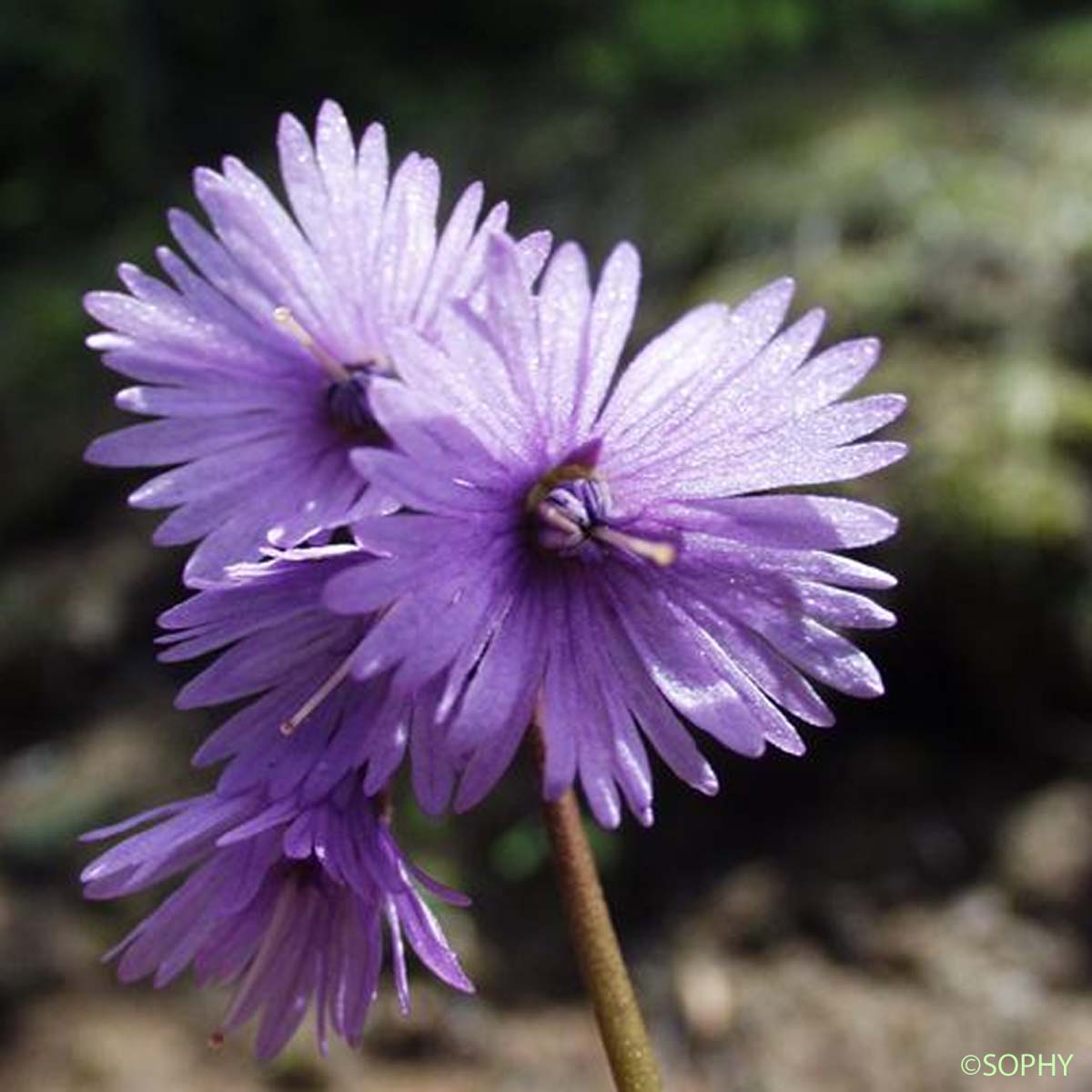 Soldanelle des Alpes - Soldanella alpina subsp. alpina