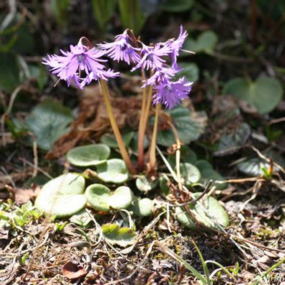 Soldanelle des Alpes - Soldanella alpina subsp. alpina