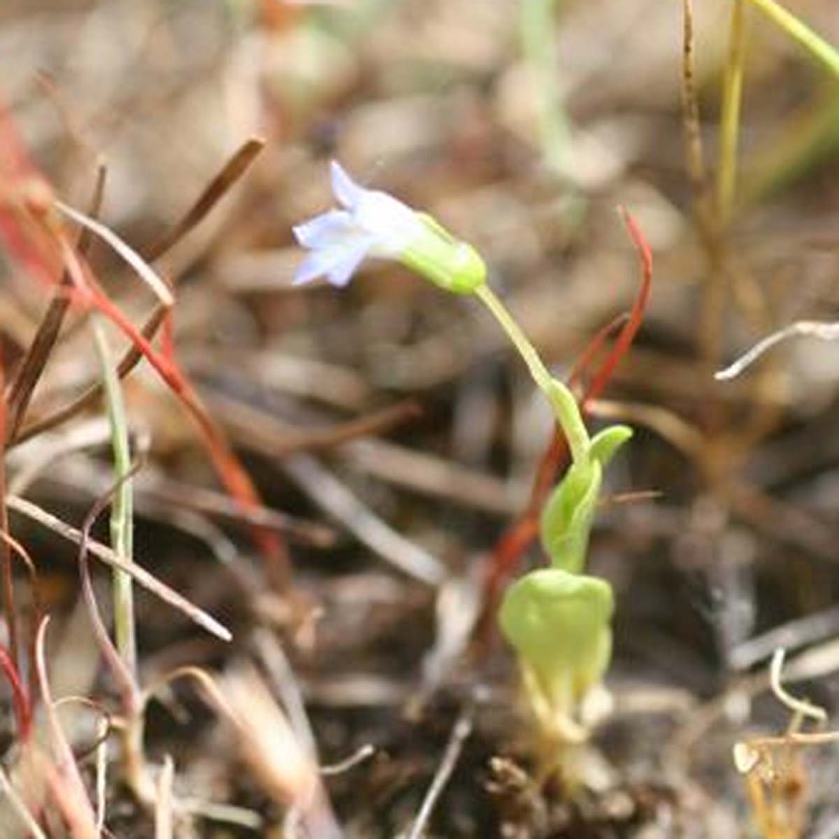 Solénopsis de Laurenti - Solenopsis laurentia