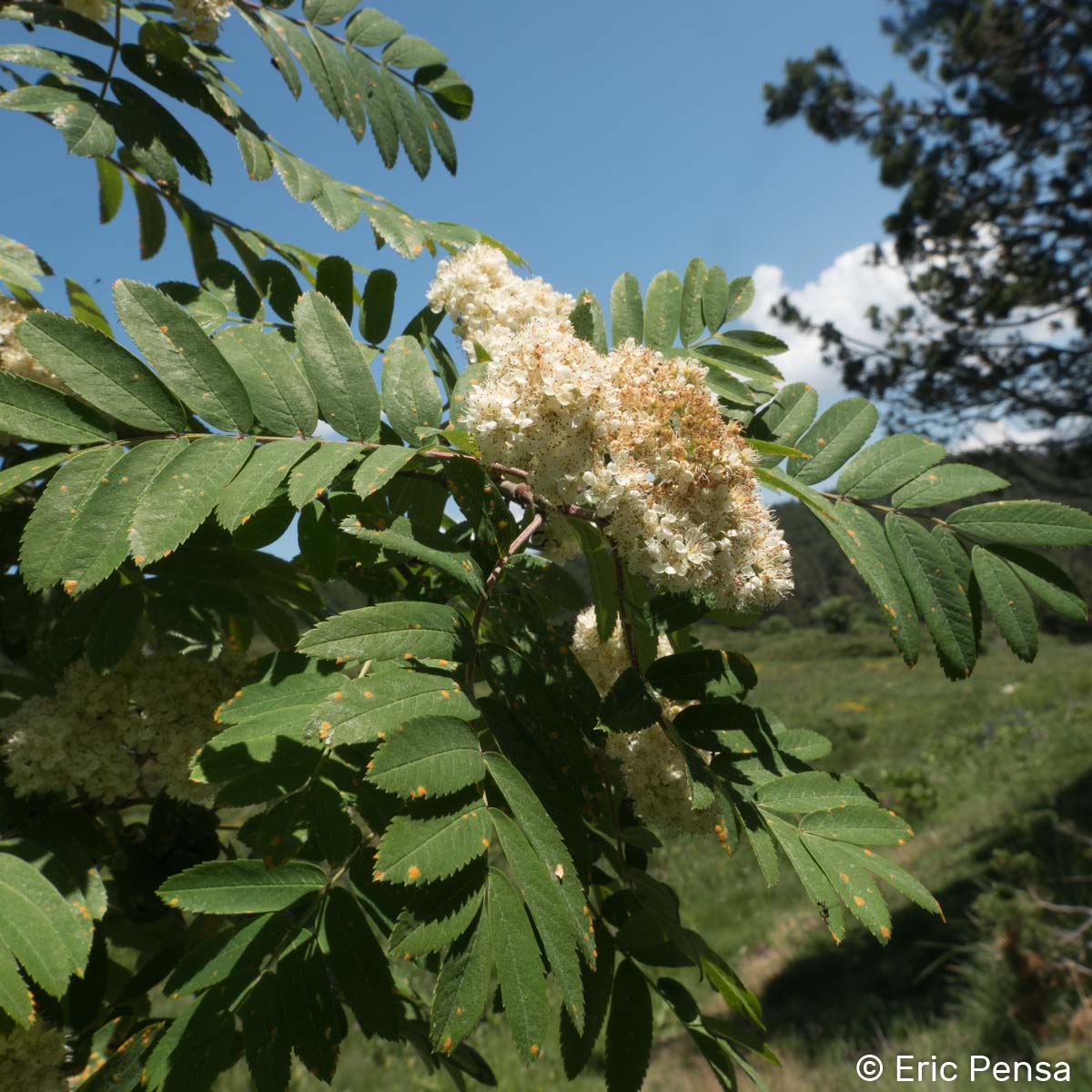 Sorbier des oiseaux - Sorbus aucuparia subsp. aucuparia