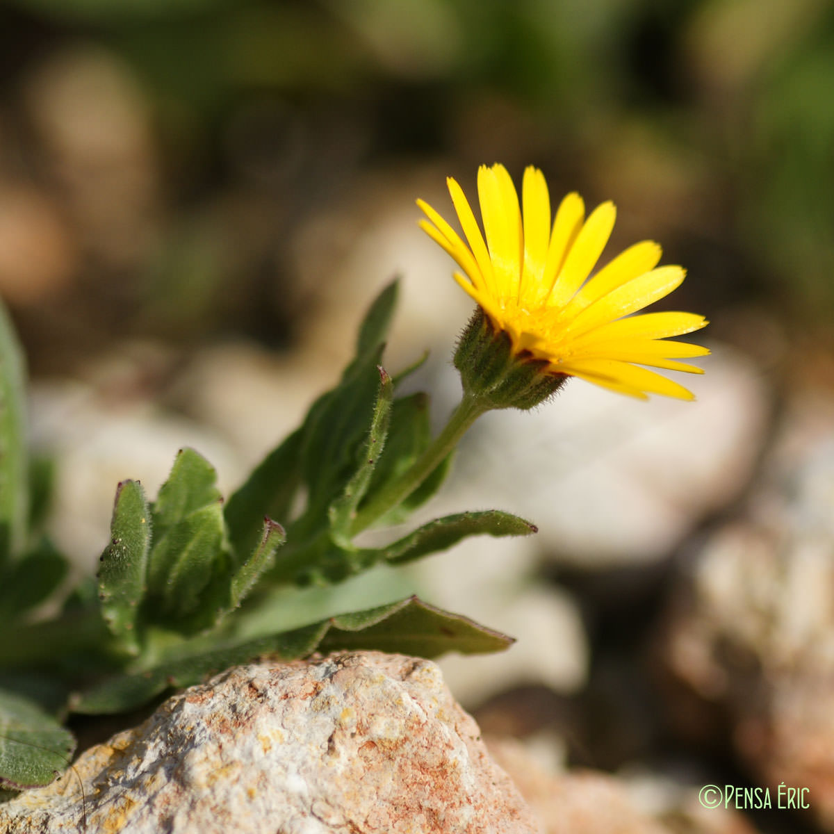 Souci des champs - Calendula arvensis